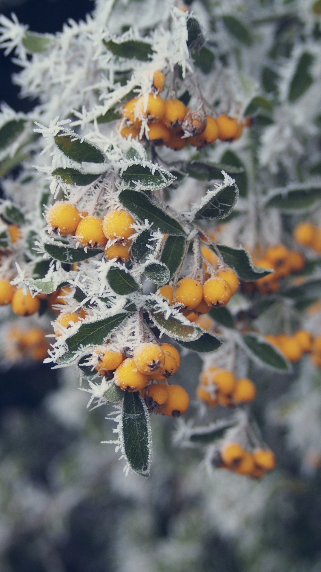 Fleurs Jaunes Dans Des Feuilles Vertes. Wallpaper in 1080x1920 Resolution