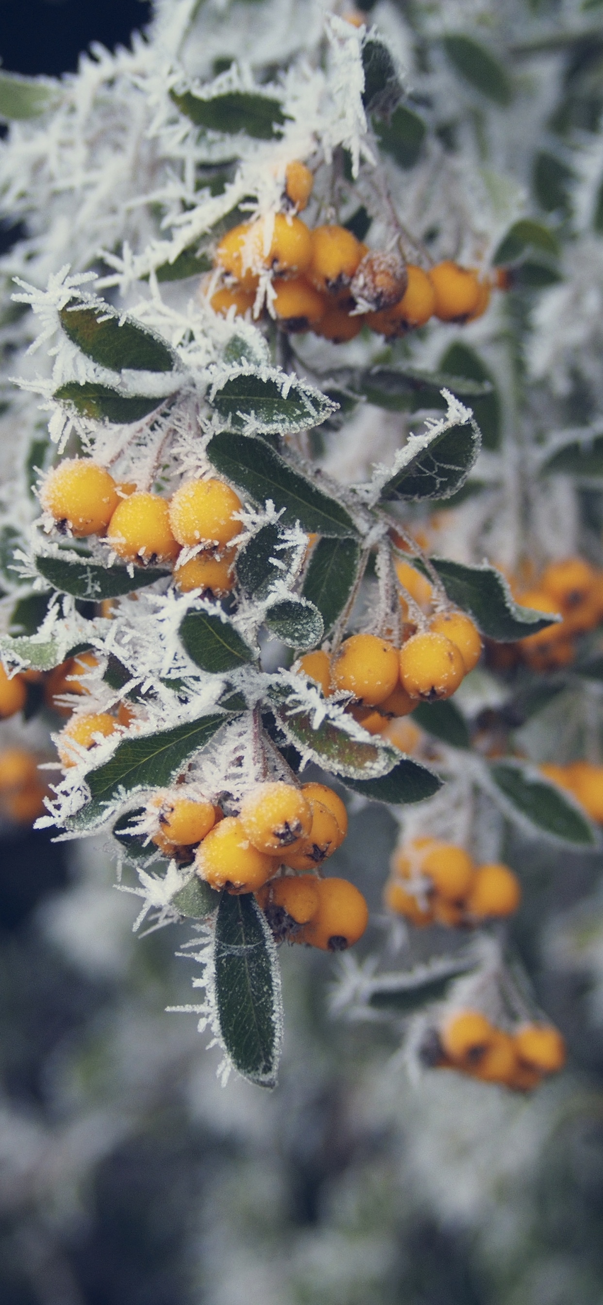 Yellow Flowers in Green Leaves. Wallpaper in 1242x2688 Resolution