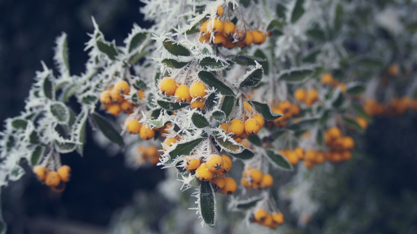 Yellow Flowers in Green Leaves. Wallpaper in 1366x768 Resolution