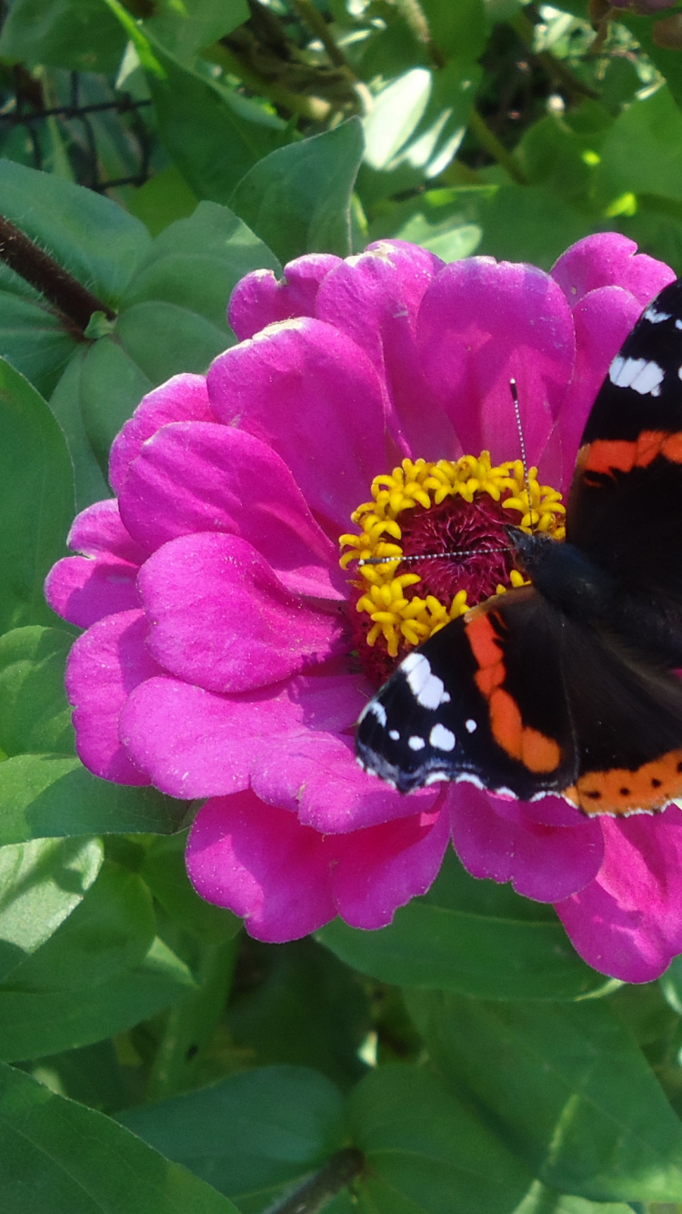 Papillon Noir Orange et Blanc Sur Fleur Rose. Wallpaper in 750x1334 Resolution
