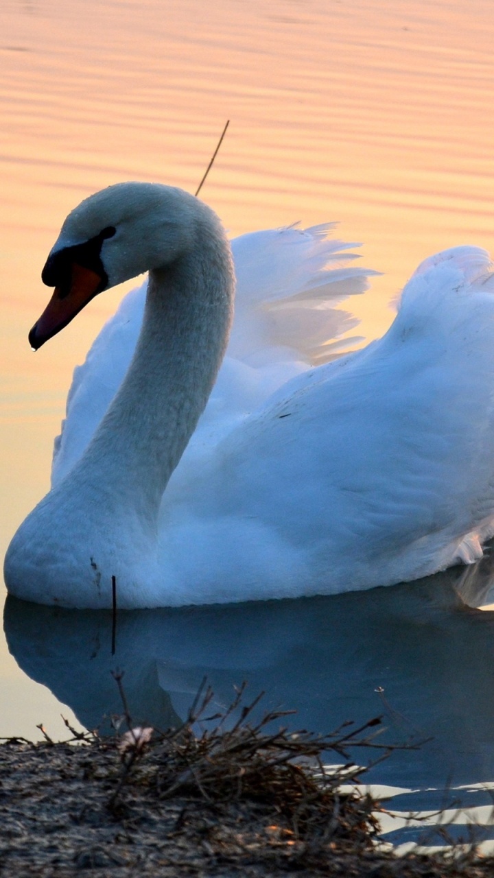 White Swan on Brown Grass Near Body of Water During Daytime. Wallpaper in 720x1280 Resolution