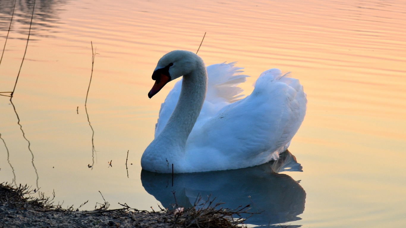Cygne Blanc Sur L'herbe Brune Près du Plan D'eau Pendant la Journée. Wallpaper in 1366x768 Resolution