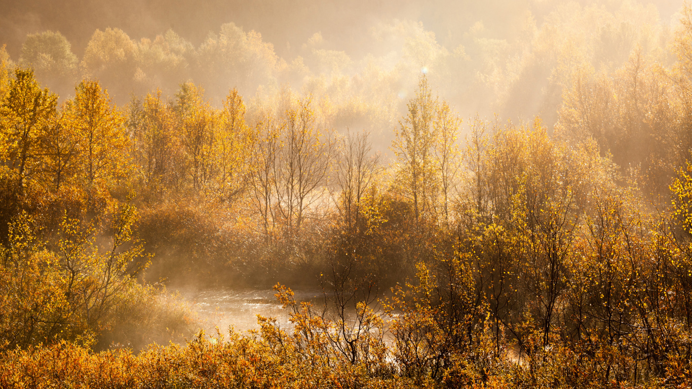 Arbres Bruns Près du Plan D'eau Pendant la Journée. Wallpaper in 1366x768 Resolution