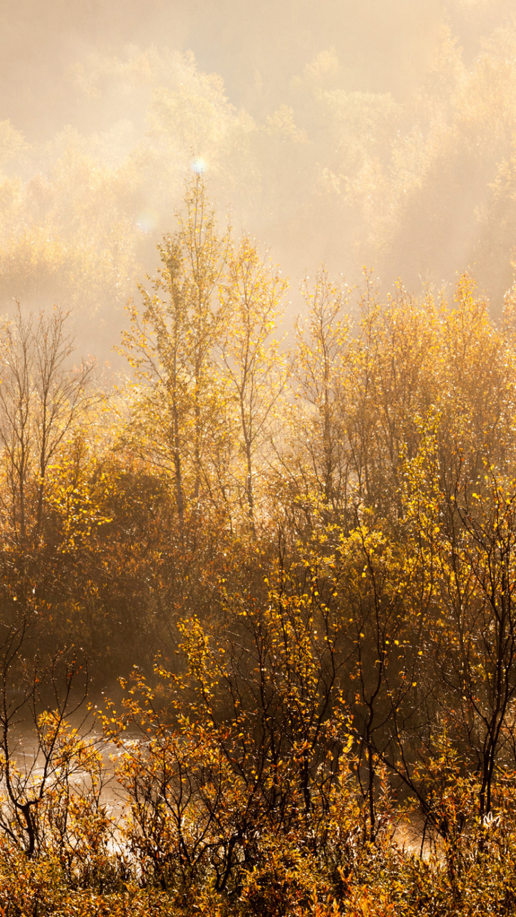 Braune Bäume in Der Nähe Von Gewässern Tagsüber. Wallpaper in 750x1334 Resolution