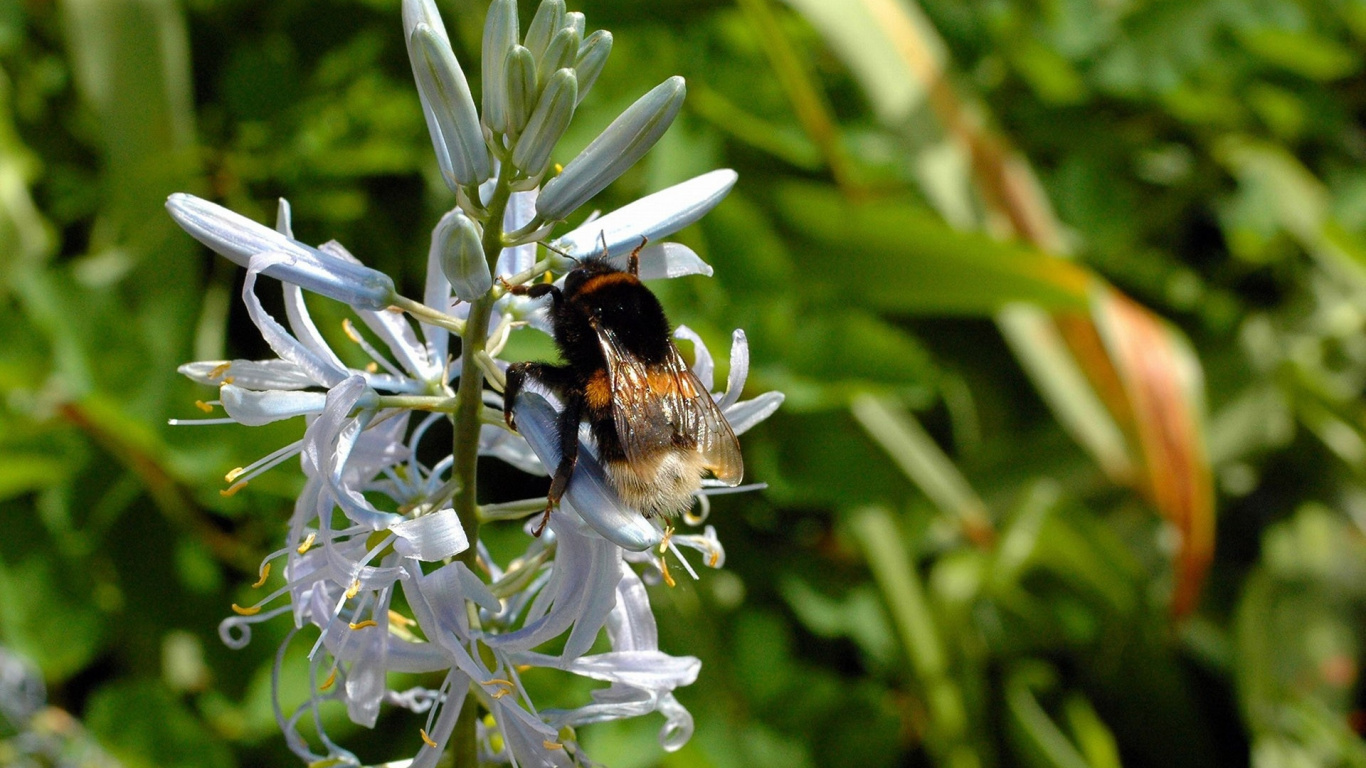 Black and Brown Bee on White and Purple Flower. Wallpaper in 1366x768 Resolution