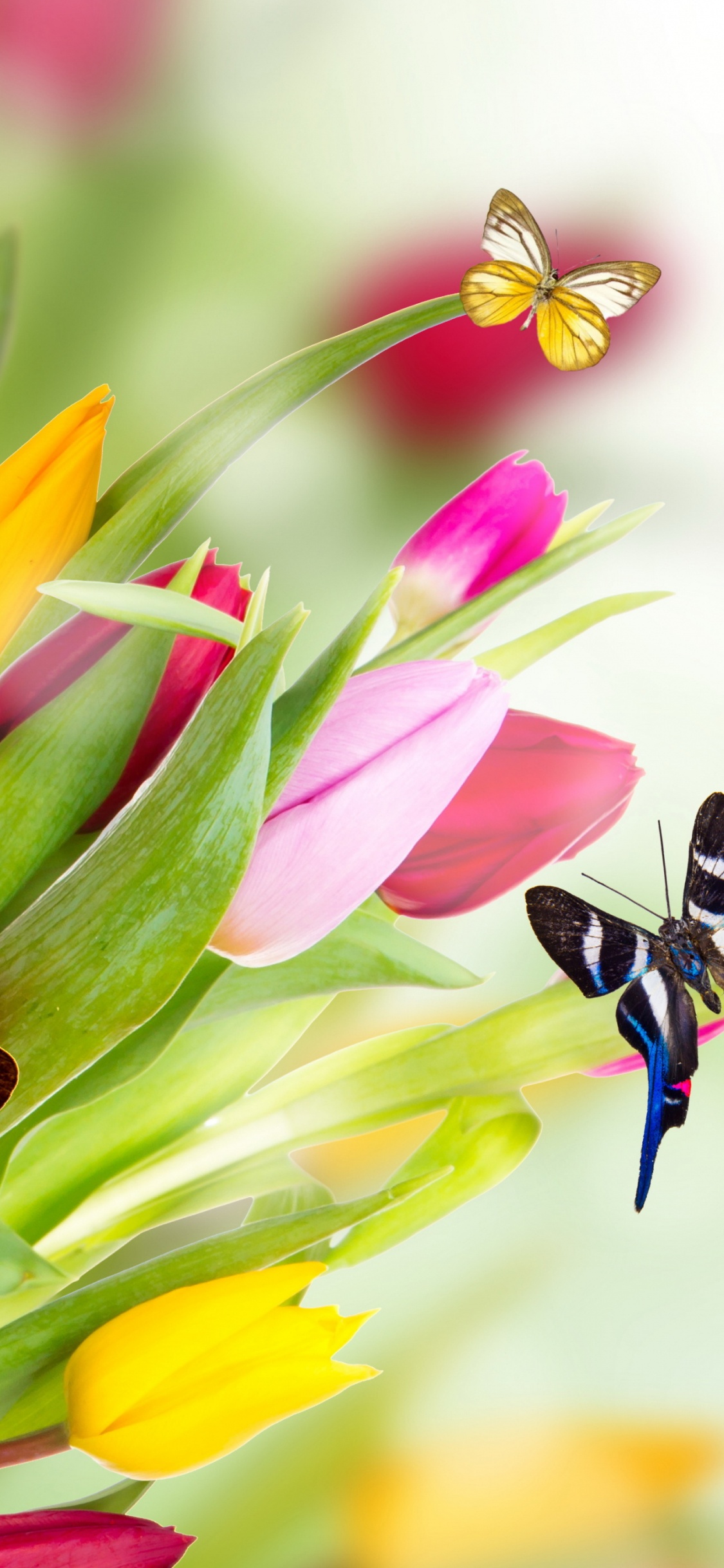 Las Mariposas, Tulip, Azul, Insecto, Artrópodos. Wallpaper in 1125x2436 Resolution