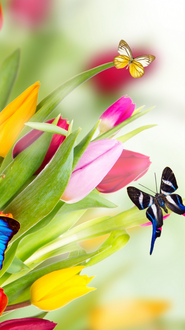 Las Mariposas, Tulip, Azul, Insecto, Artrópodos. Wallpaper in 750x1334 Resolution
