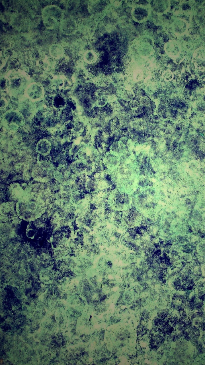 植被, 绿色的, 天空, 热带雨林, 生态系统 壁纸 720x1280 允许