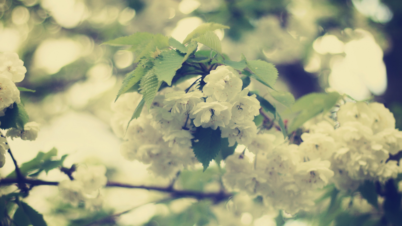 Fleurs Blanches Dans L'objectif à Décentrement. Wallpaper in 1366x768 Resolution