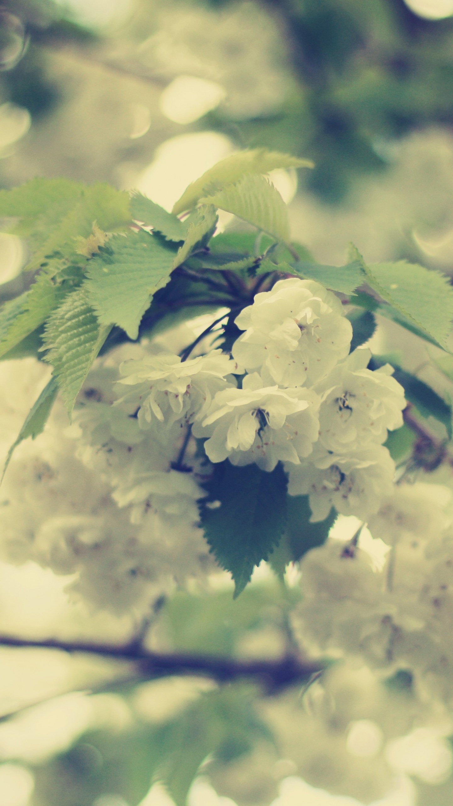 Weiße Blumen in Tilt-Shift-Linse. Wallpaper in 1440x2560 Resolution