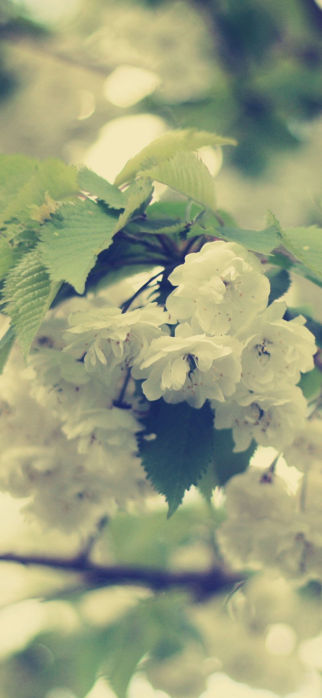 White Flowers in Tilt Shift Lens. Wallpaper in 1125x2436 Resolution