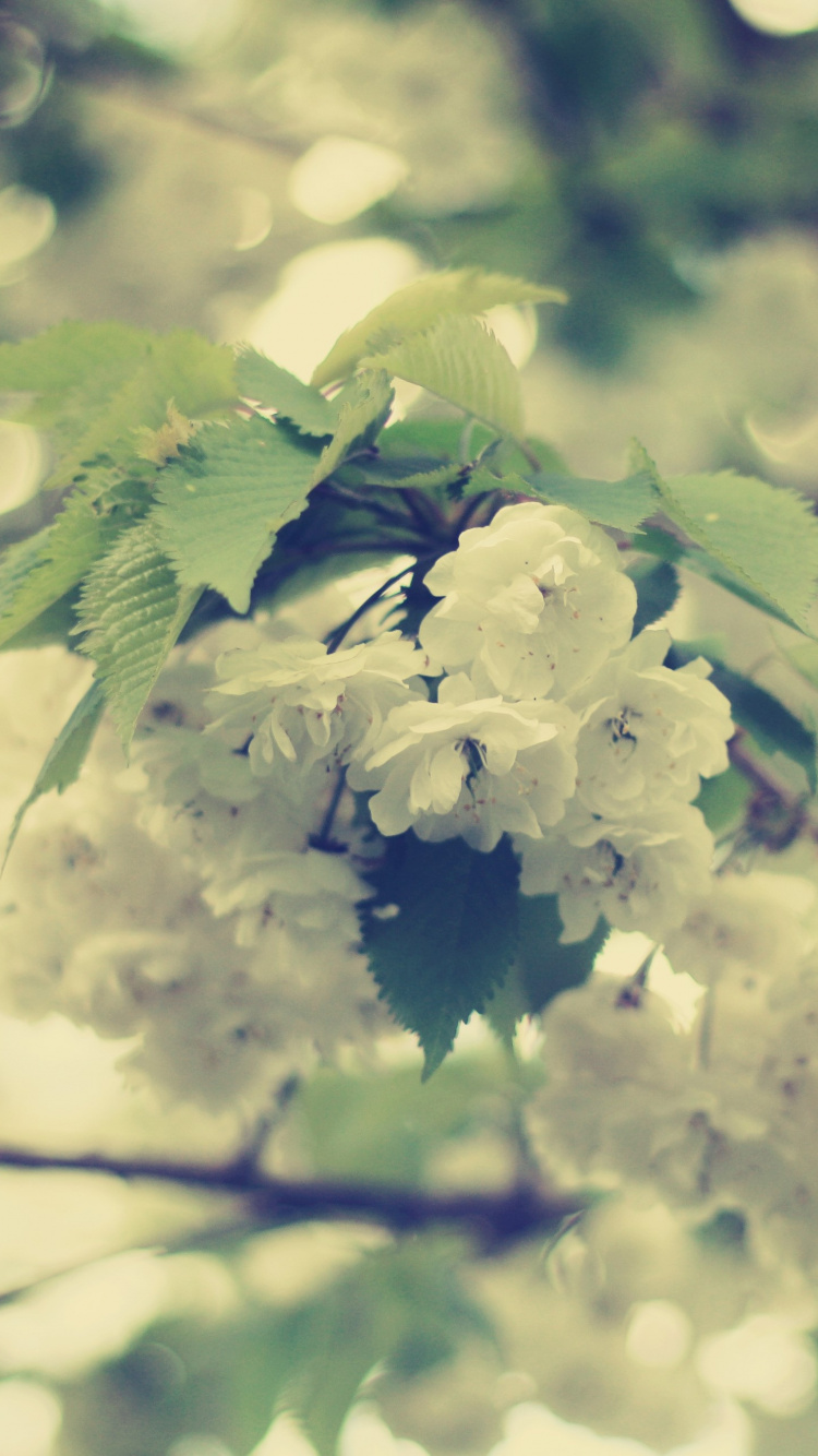 White Flowers in Tilt Shift Lens. Wallpaper in 750x1334 Resolution