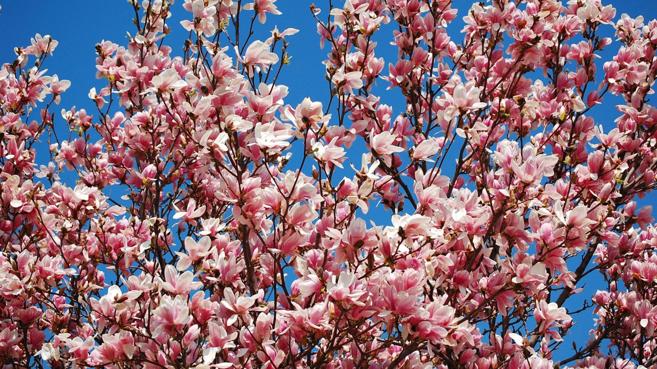 Arbre de Fleurs de Cerisier Rose et Blanc. Wallpaper in 1280x720 Resolution