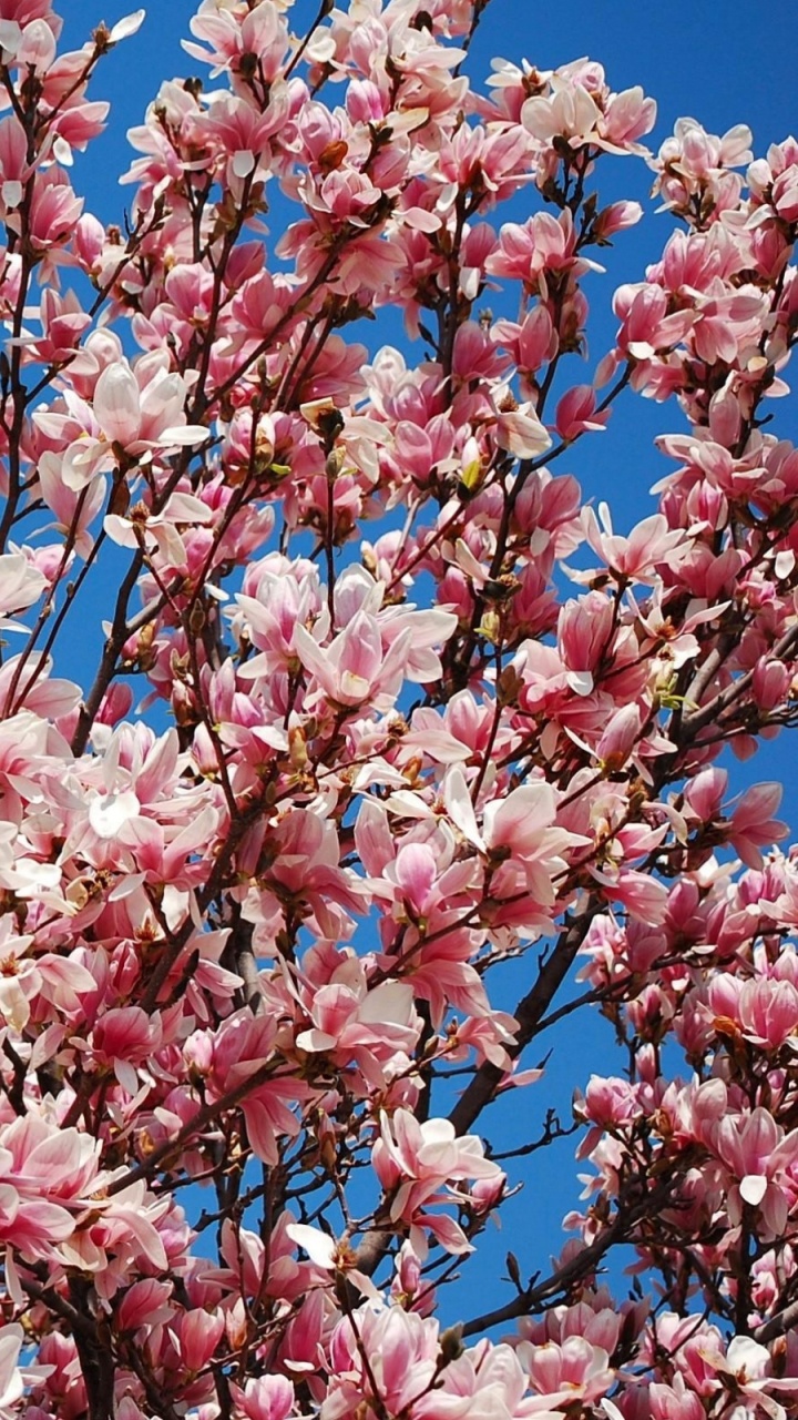 Arbre de Fleurs de Cerisier Rose et Blanc. Wallpaper in 720x1280 Resolution