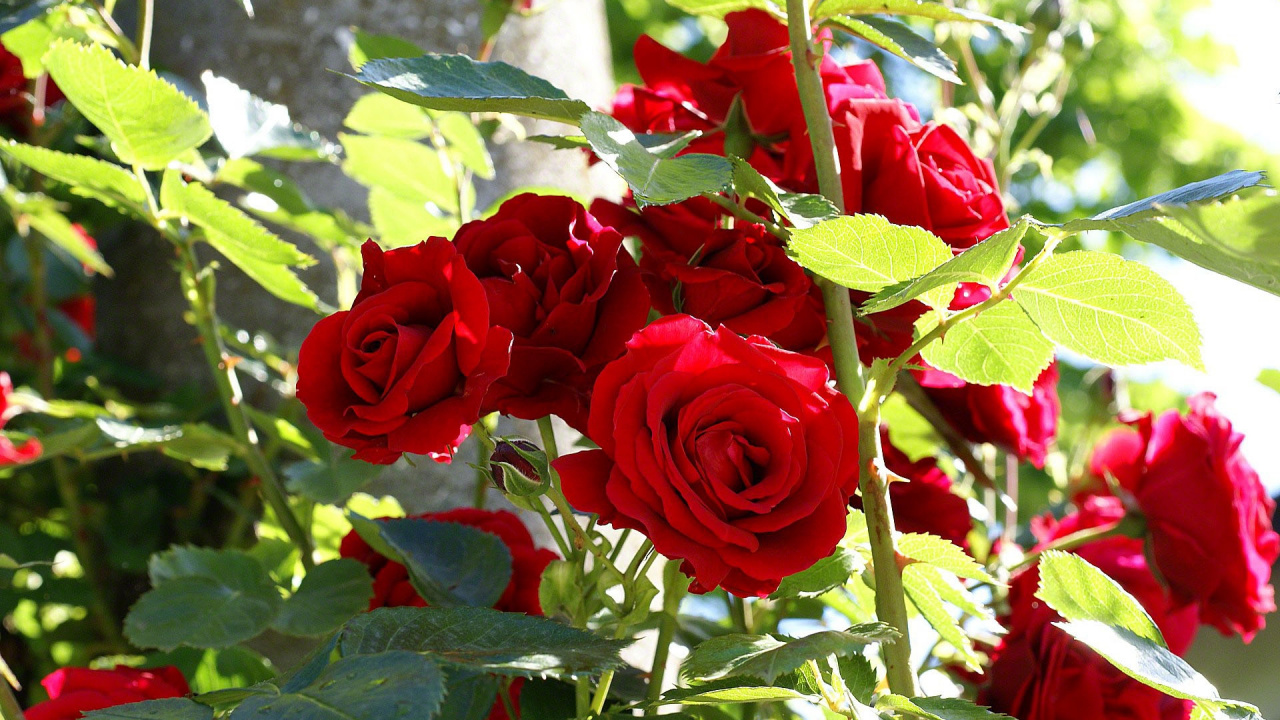 Rote Rosen in Nahaufnahme. Wallpaper in 1280x720 Resolution