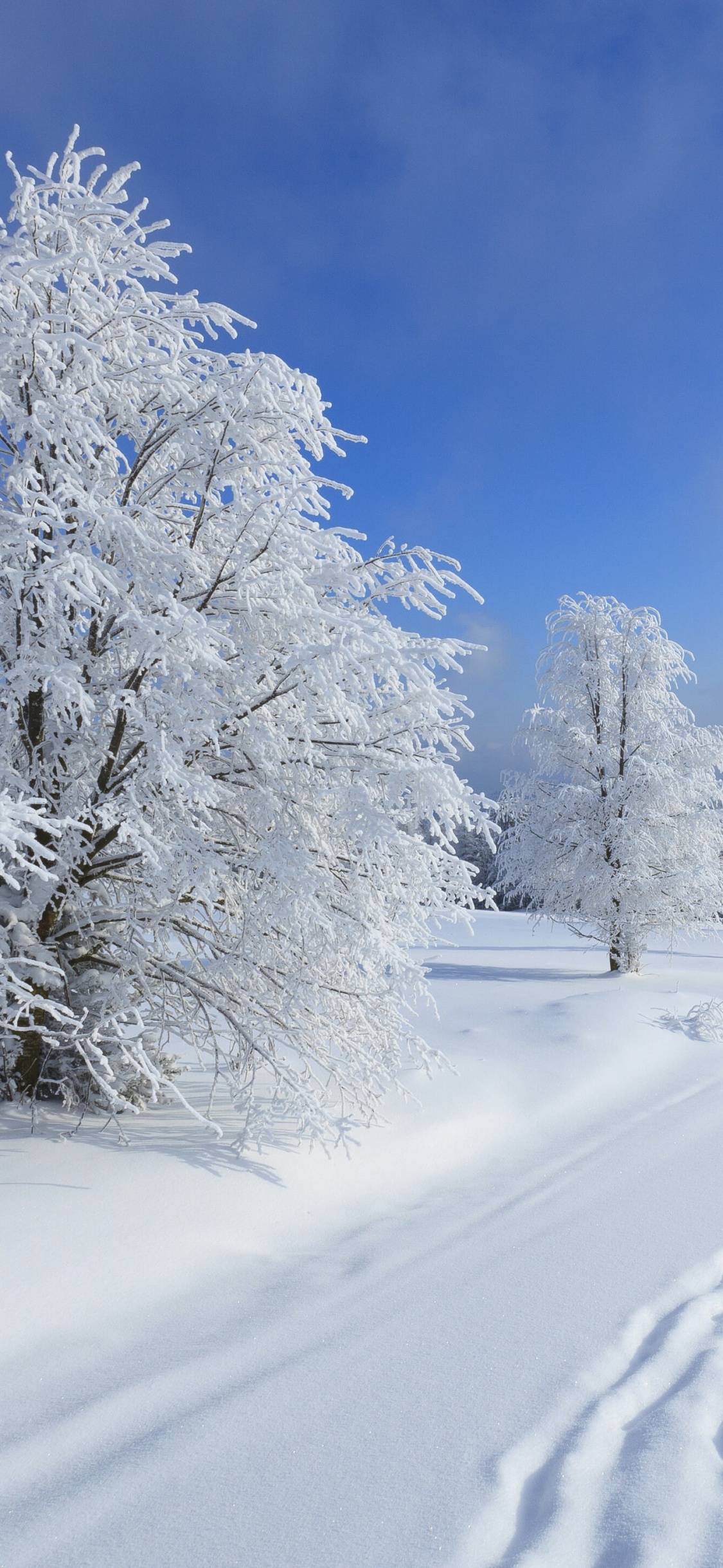 Schneebedeckte Bäume Und Berge Tagsüber. Wallpaper in 1125x2436 Resolution