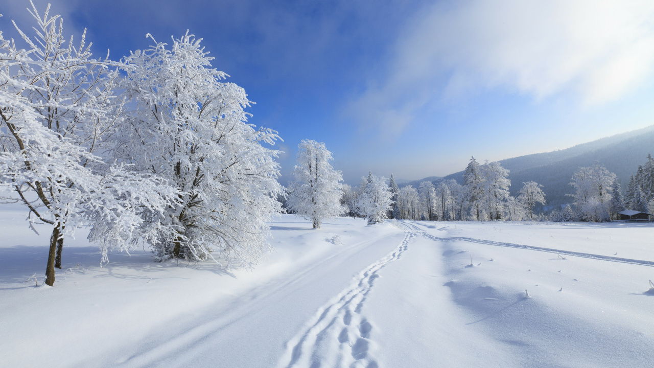 Arbres et Montagnes Couverts de Neige Pendant la Journée. Wallpaper in 1280x720 Resolution