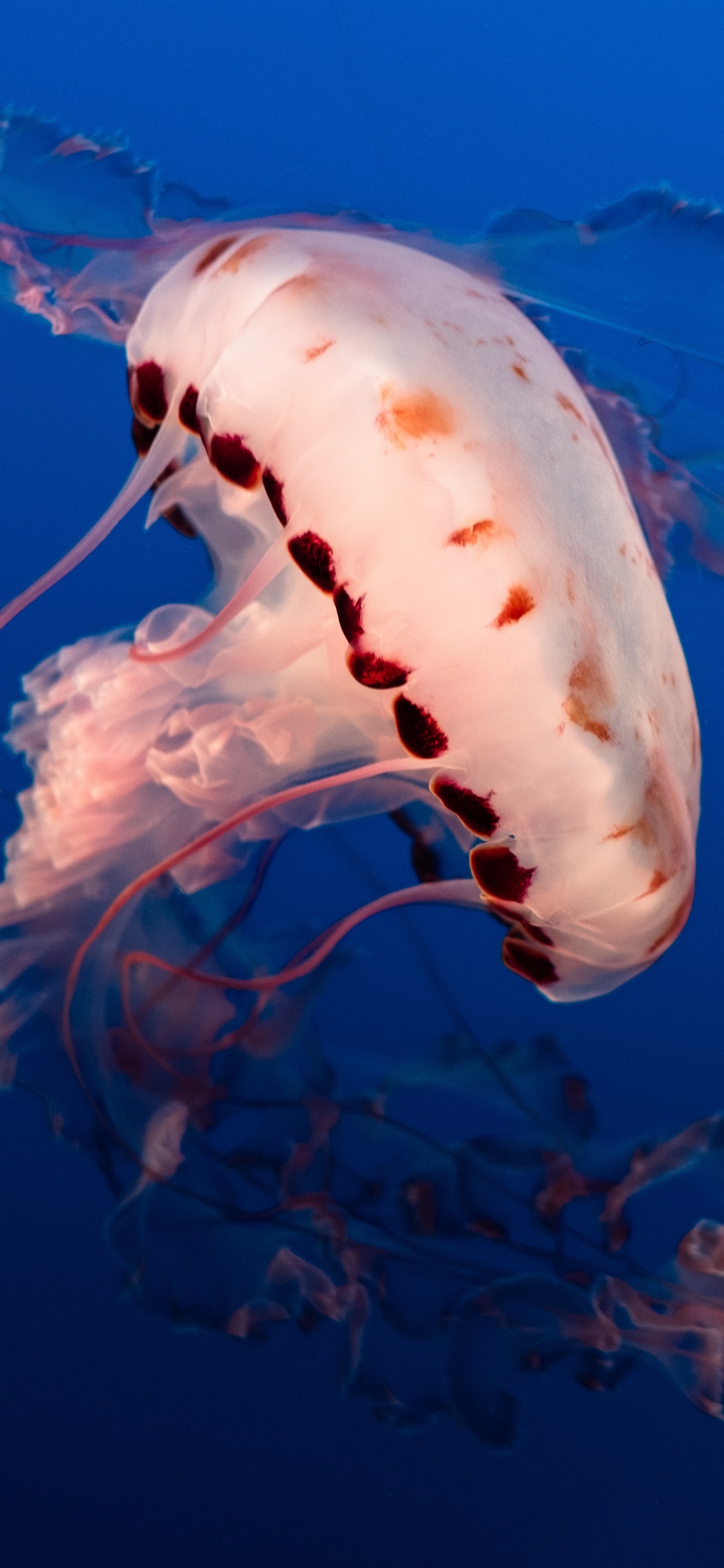 White Jellyfish in Blue Water. Wallpaper in 1242x2688 Resolution