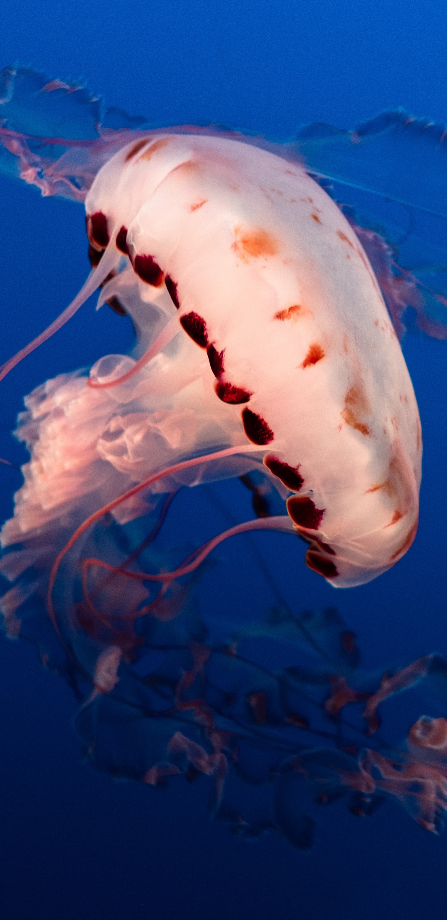 White Jellyfish in Blue Water. Wallpaper in 1440x2960 Resolution