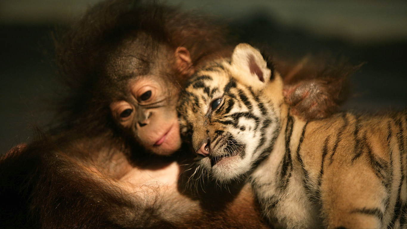 Brown and Black Tiger Cub. Wallpaper in 1366x768 Resolution