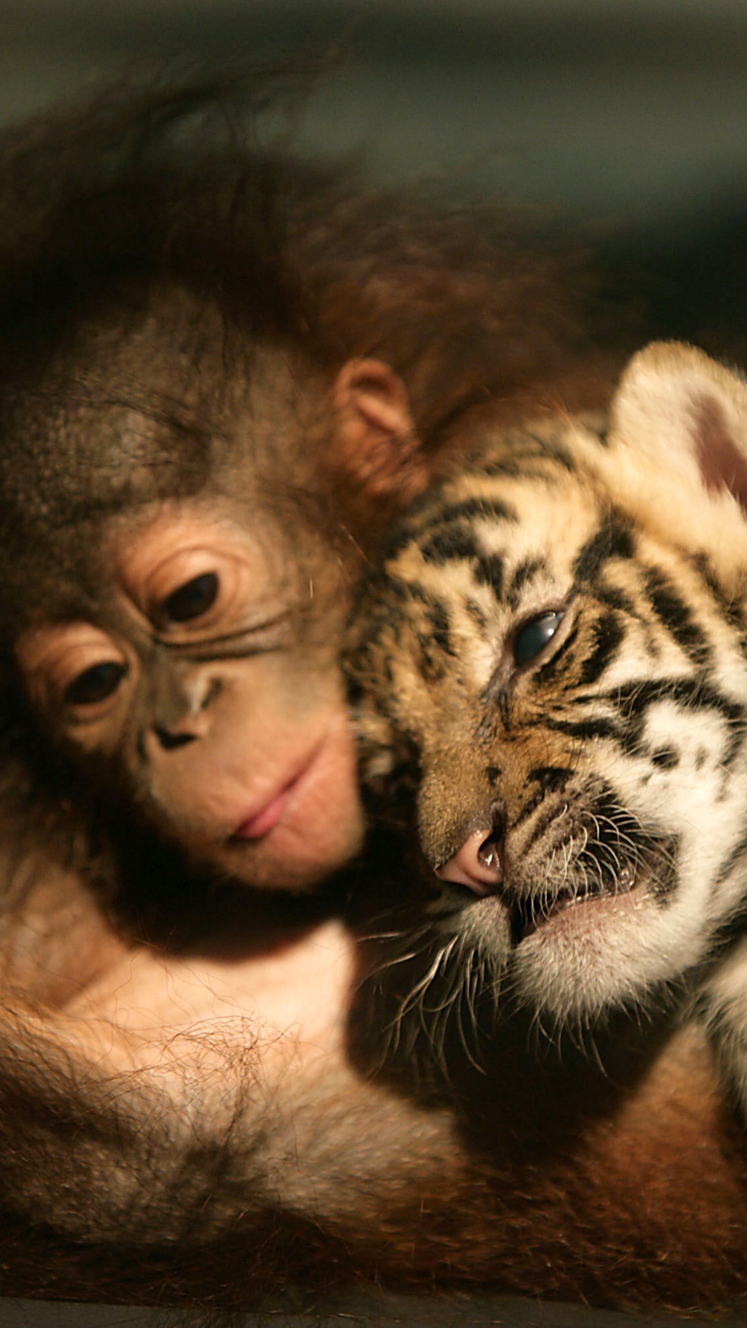 Braunes Und Schwarzes Tigerjunges. Wallpaper in 1080x1920 Resolution