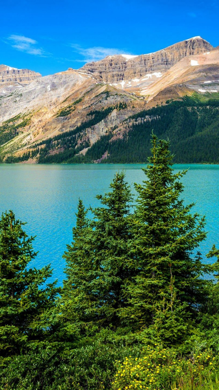 Green Pine Trees Near Lake and Mountain Range. Wallpaper in 750x1334 Resolution