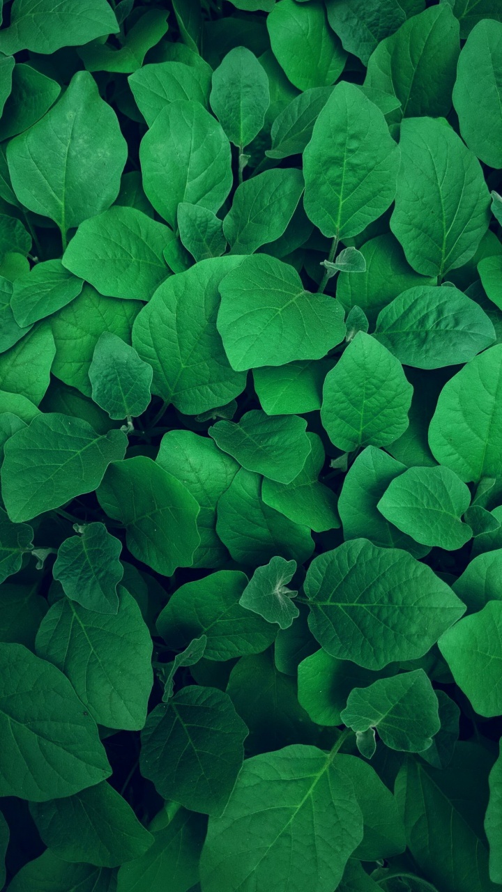 Malayalam Padangal, Blatt, Blütenblatt, Bodendecker, Blühende Pflanze. Wallpaper in 720x1280 Resolution