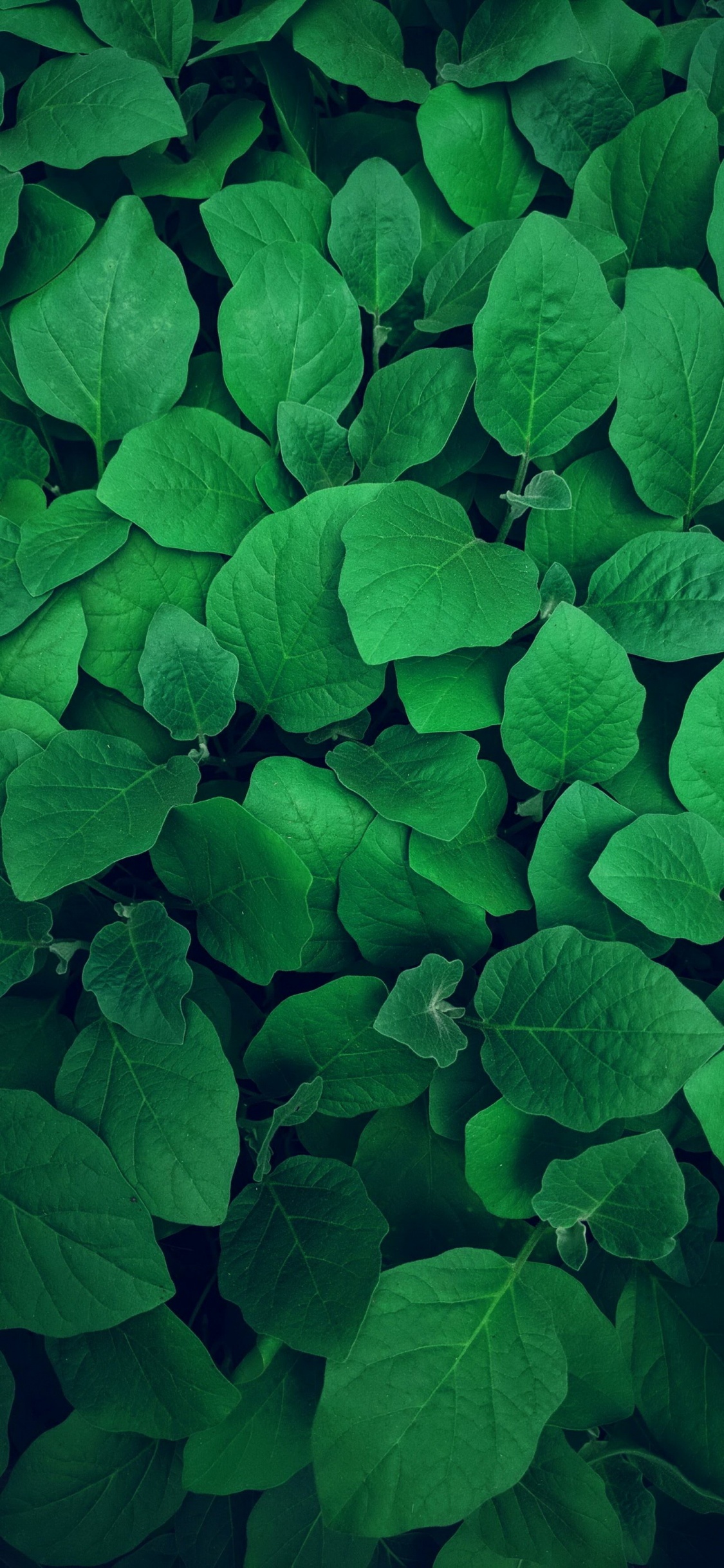 Malayalam Padangal, Plant, Leaf, Petal, Groundcover. Wallpaper in 1125x2436 Resolution