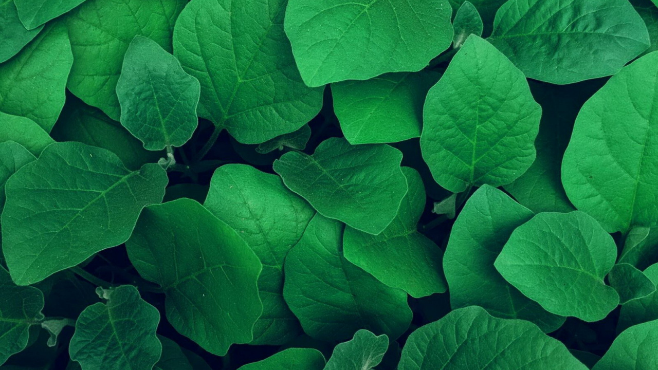 Malayalam Padangal, Plant, Leaf, Petal, Groundcover. Wallpaper in 1280x720 Resolution