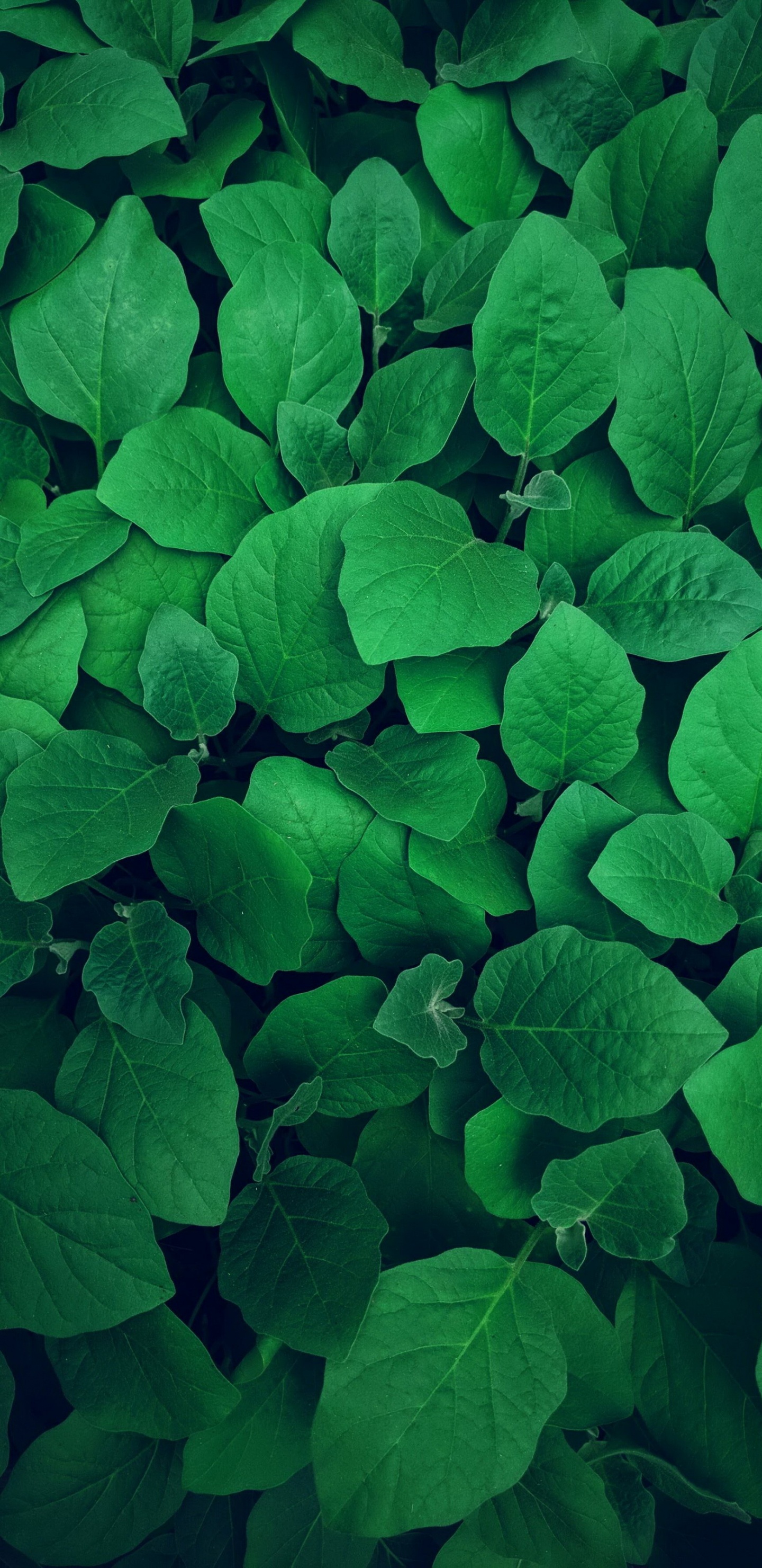 Malayalam Padangal, Plant, Leaf, Petal, Groundcover. Wallpaper in 1440x2960 Resolution