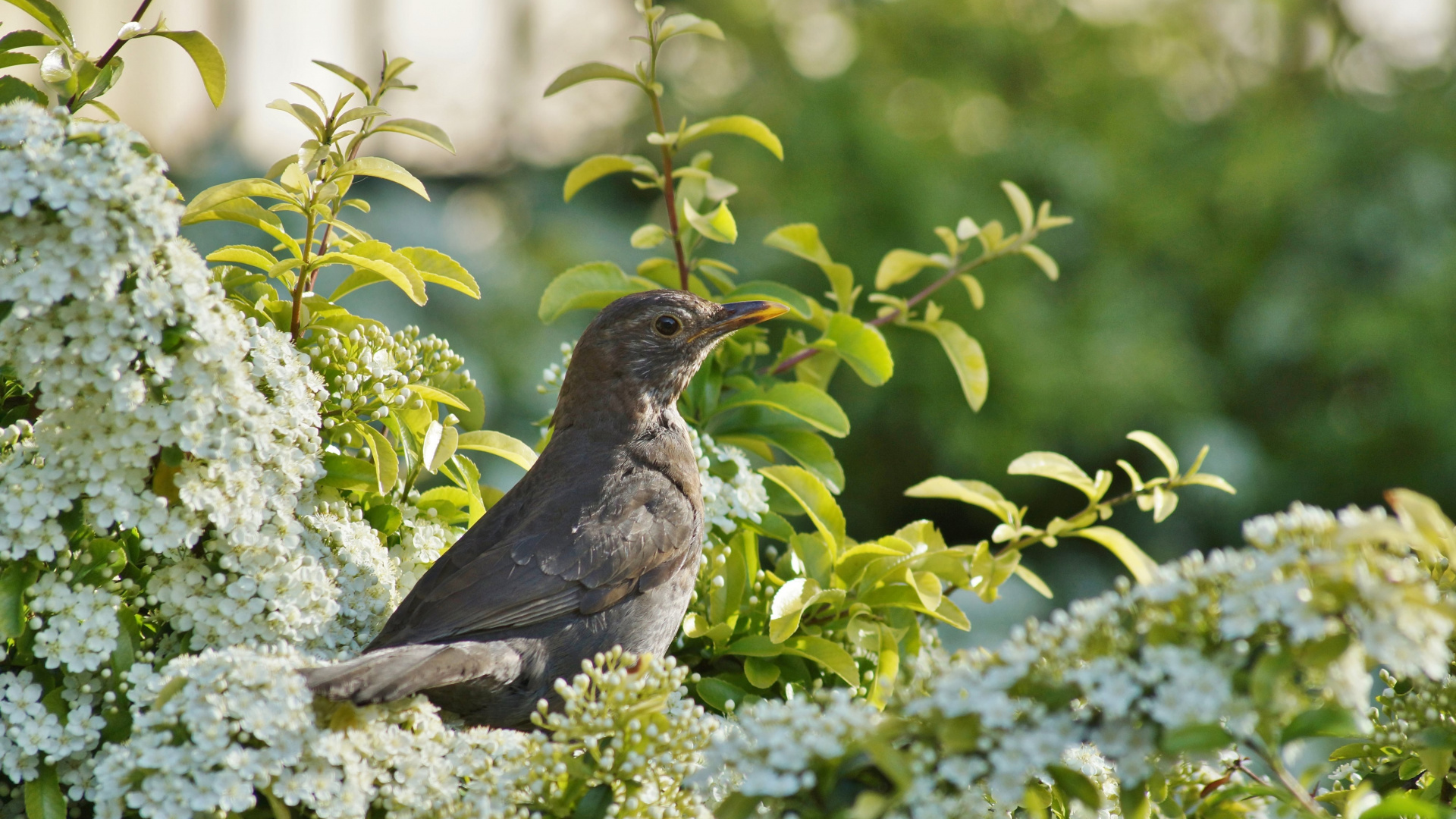 Pájaros, Primavera, Naturaleza, Ave, Pico. Wallpaper in 1920x1080 Resolution