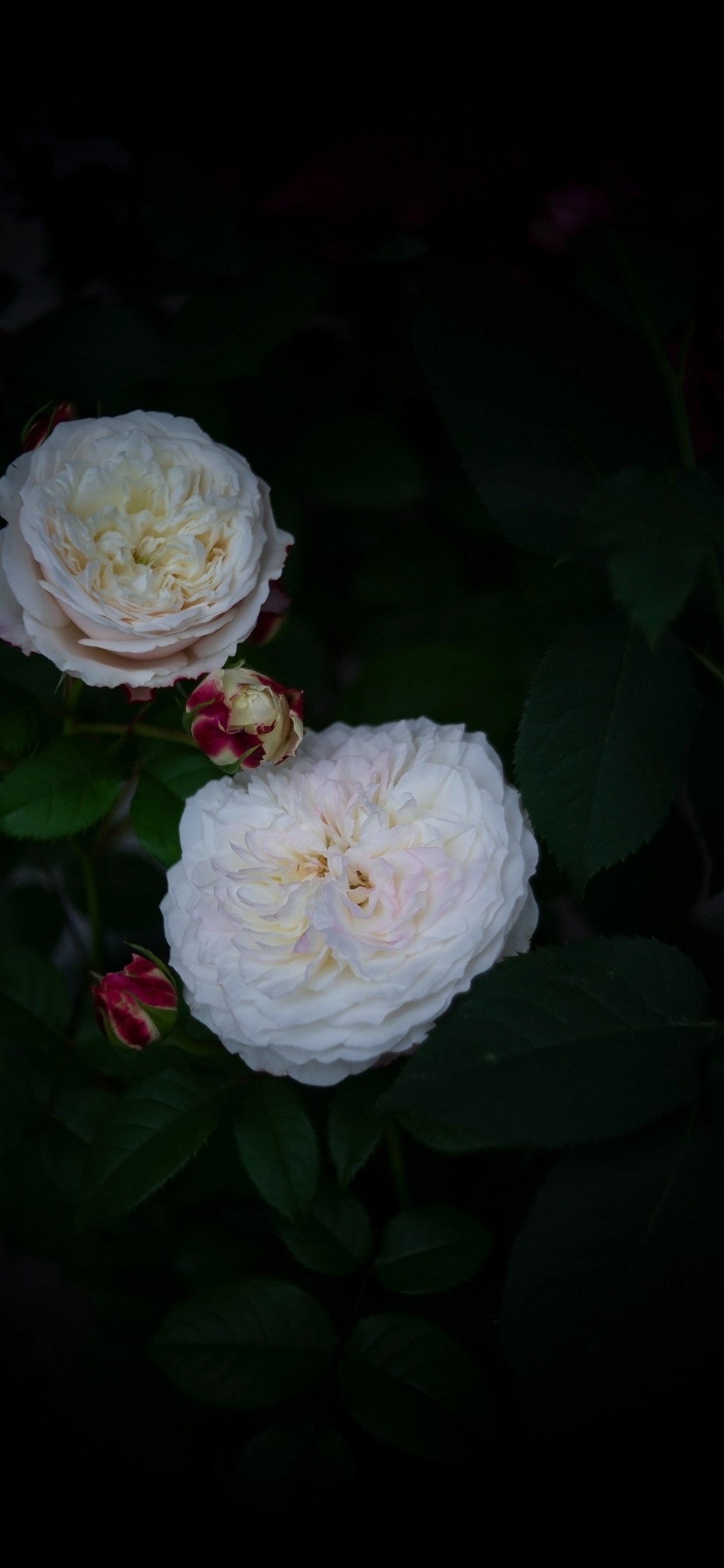 Weiße Blume Mit Grünen Blättern. Wallpaper in 1242x2688 Resolution