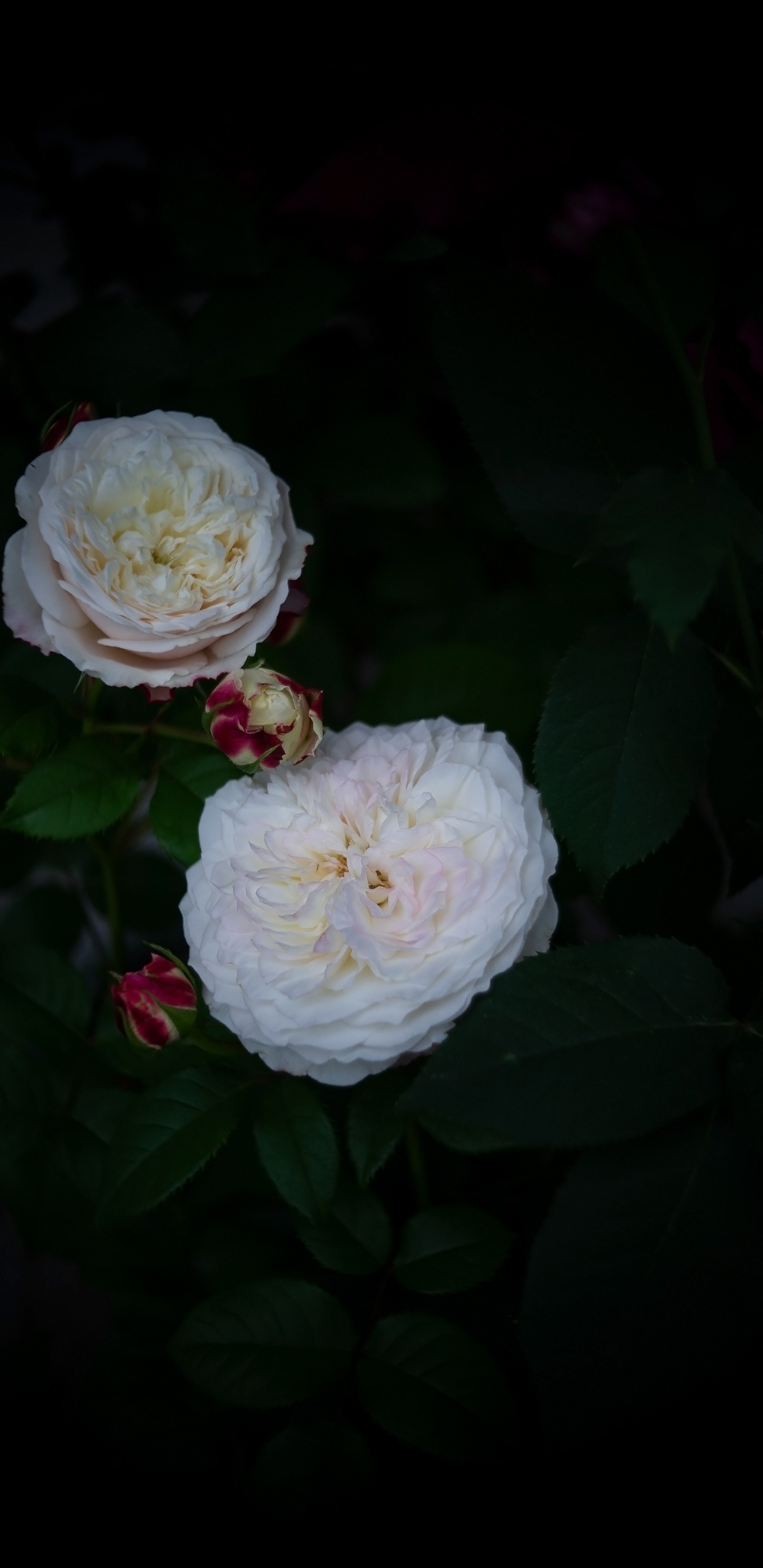 Weiße Blume Mit Grünen Blättern. Wallpaper in 1440x2960 Resolution