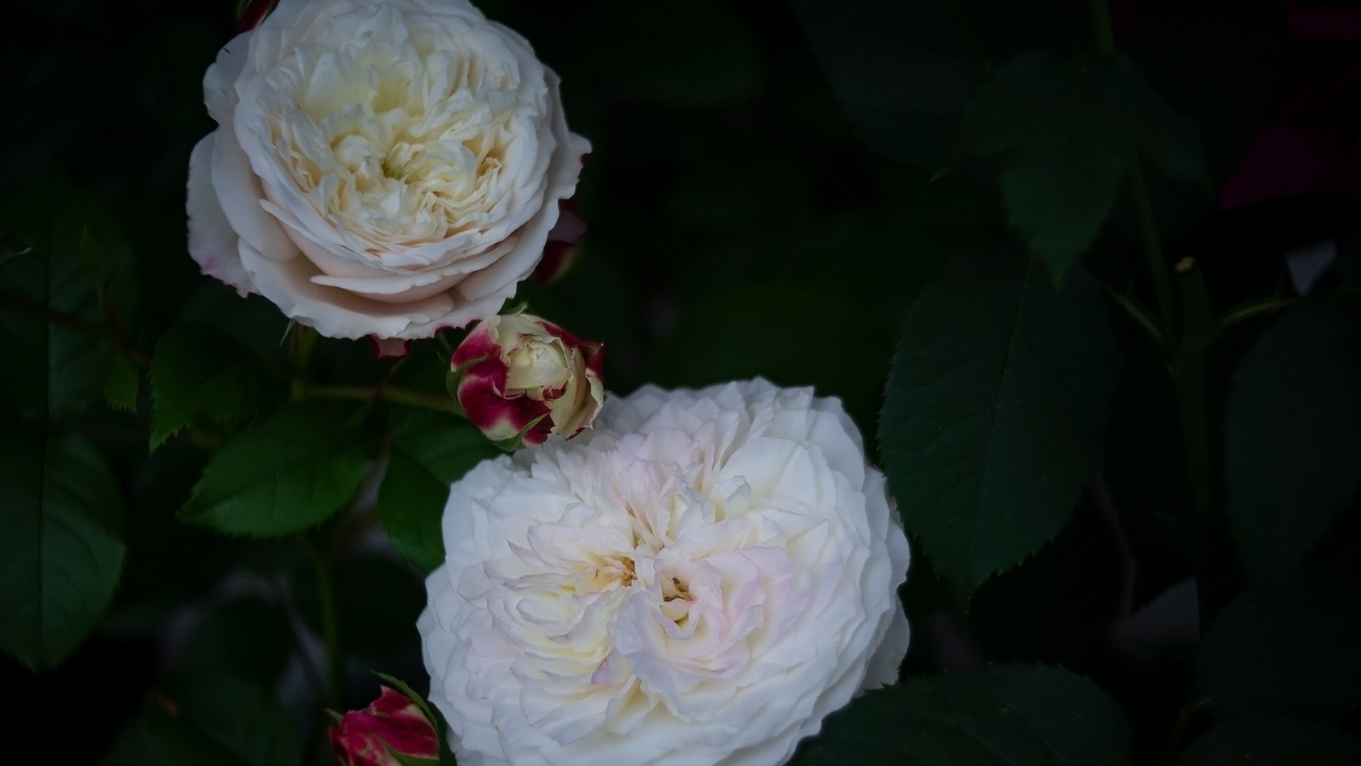 Flor Blanca Con Hojas Verdes. Wallpaper in 1920x1080 Resolution