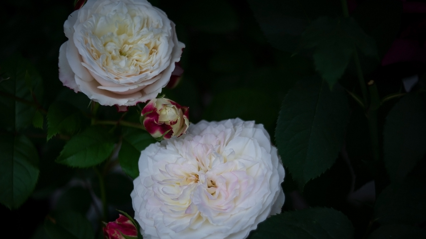 White Flower With Green Leaves. Wallpaper in 1366x768 Resolution