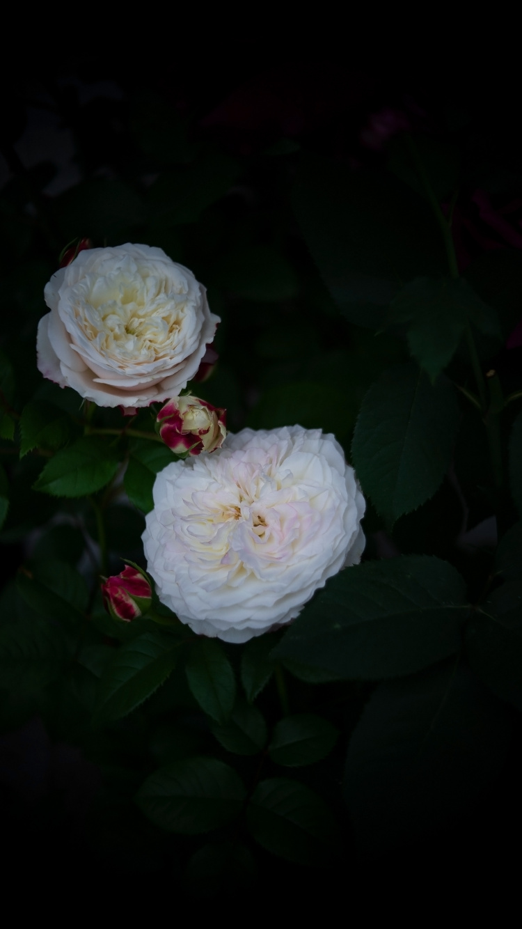 White Flower With Green Leaves. Wallpaper in 750x1334 Resolution