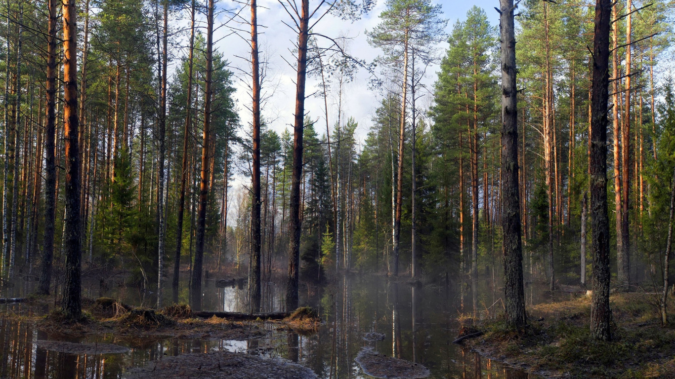 Tagsüber Grüne Bäume Auf Braunem Feld. Wallpaper in 1366x768 Resolution
