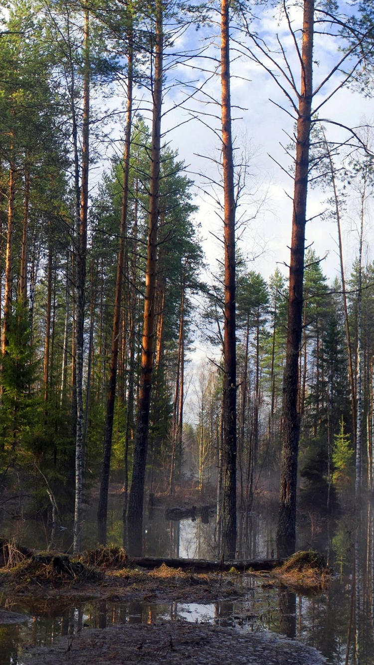 Tagsüber Grüne Bäume Auf Braunem Feld. Wallpaper in 750x1334 Resolution