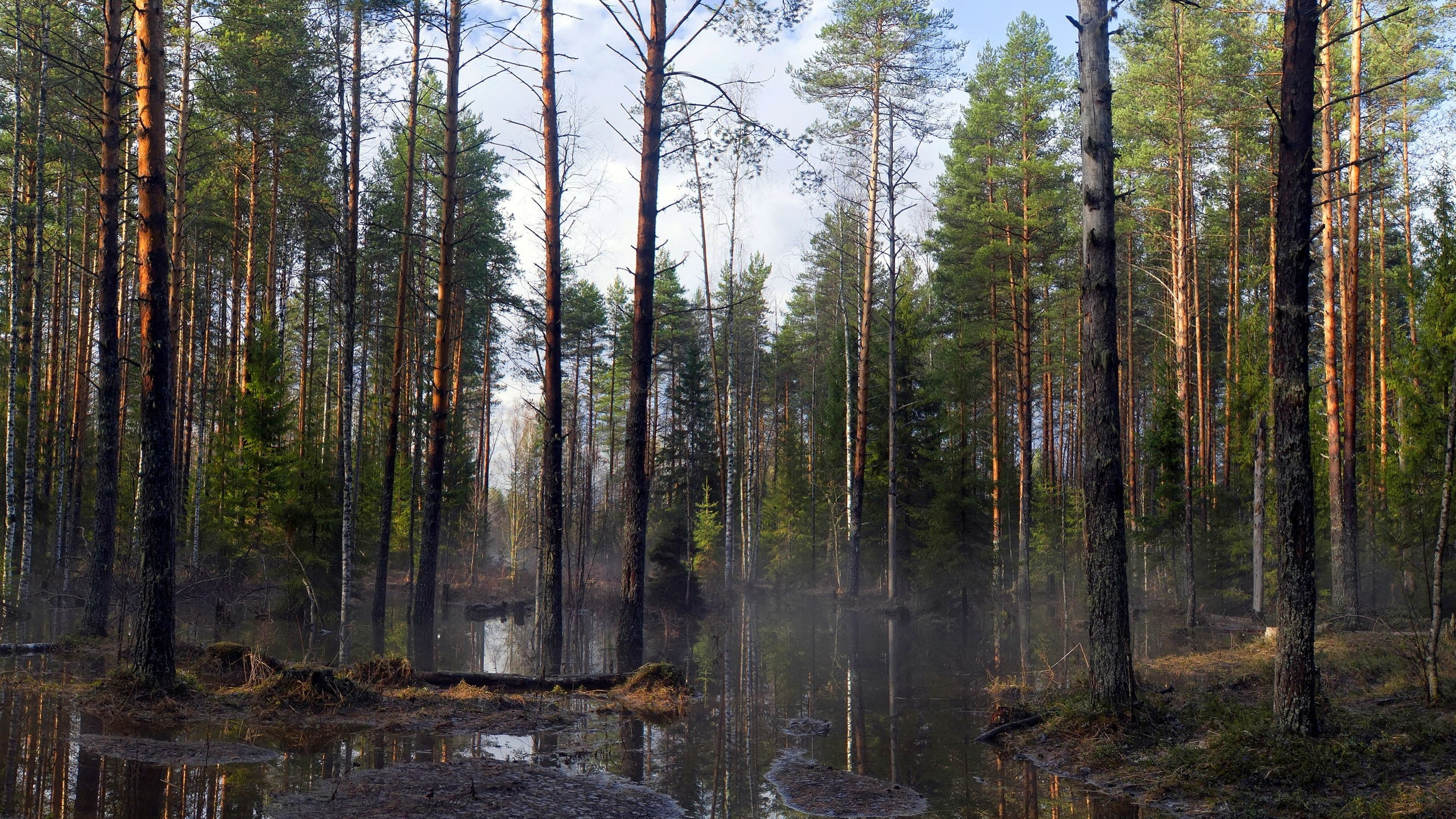 森林, 性质, 自然保护区, 温带针叶林, 云杉林 壁纸 2560x1440 允许