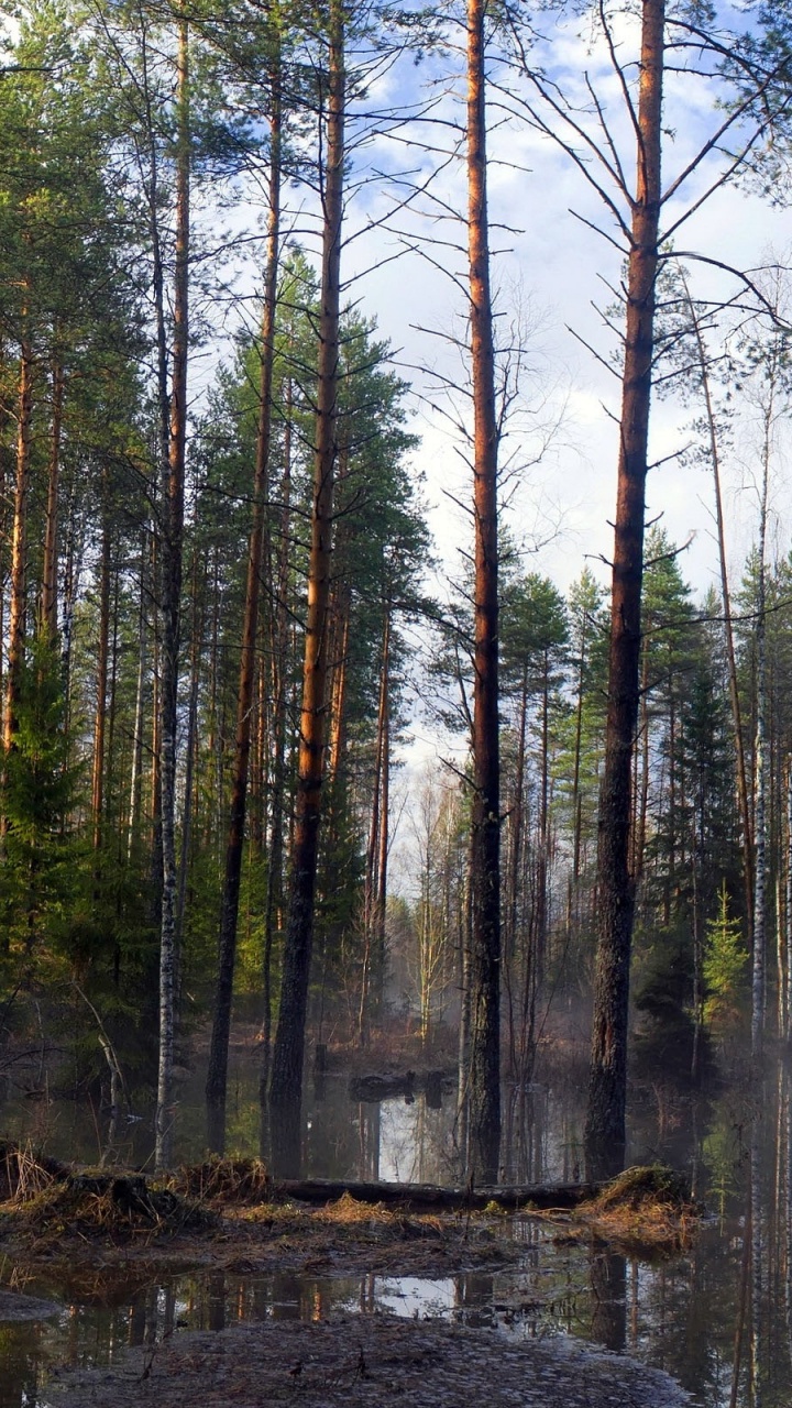 森林, 性质, 自然保护区, 温带针叶林, 云杉林 壁纸 720x1280 允许