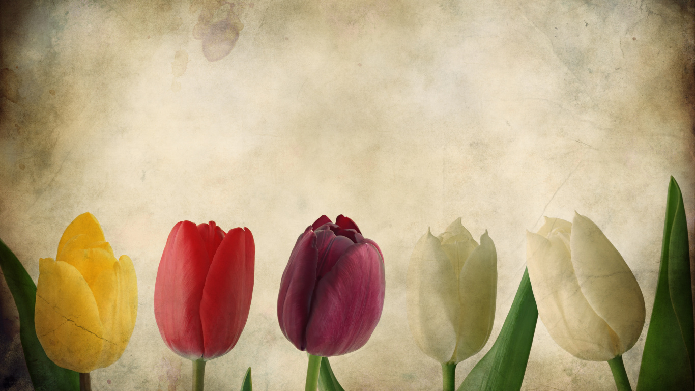 Peinture de Tulipes Rouges Jaunes et Roses. Wallpaper in 1366x768 Resolution