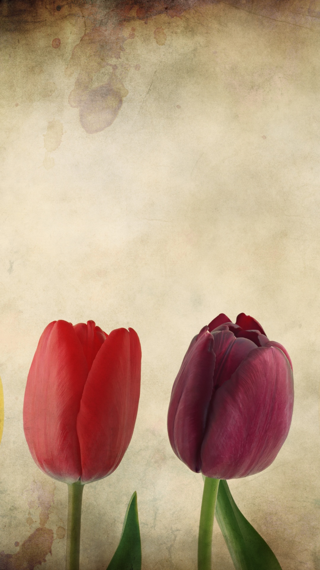 Pintura de Tulipanes Rojos Amarillos y Rosas. Wallpaper in 1080x1920 Resolution