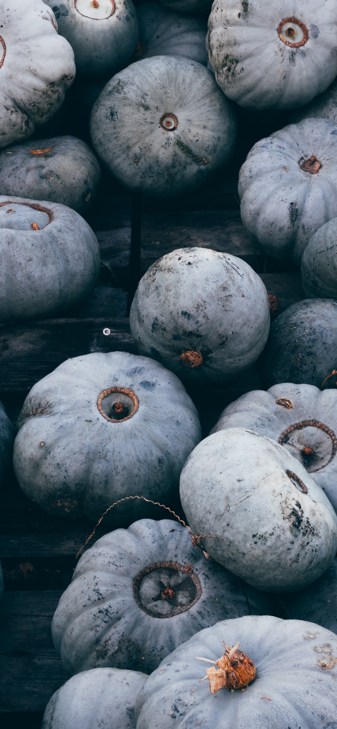 White Round Fruits on Gray Concrete Floor. Wallpaper in 1125x2436 Resolution
