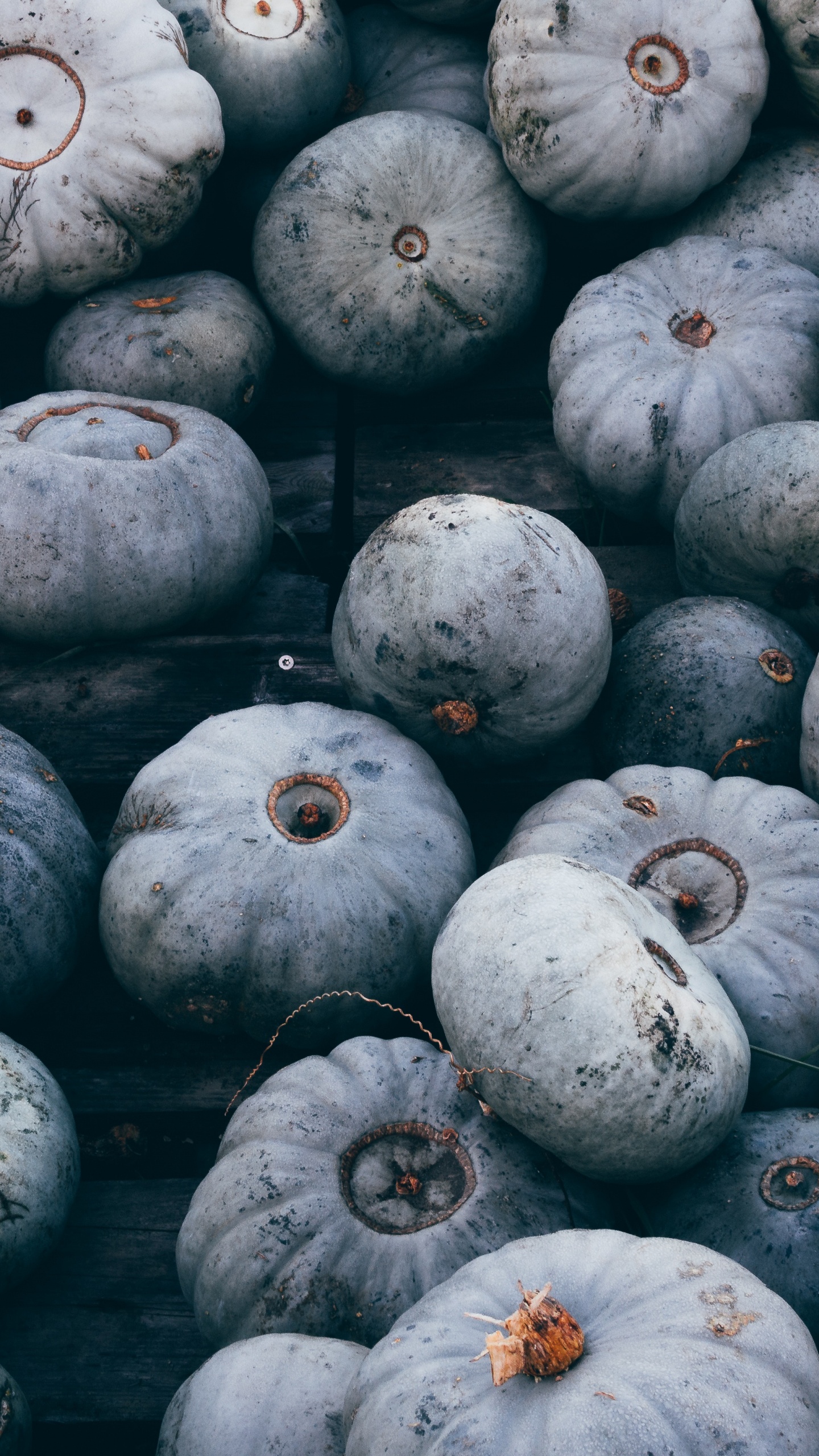 White Round Fruits on Gray Concrete Floor. Wallpaper in 1440x2560 Resolution