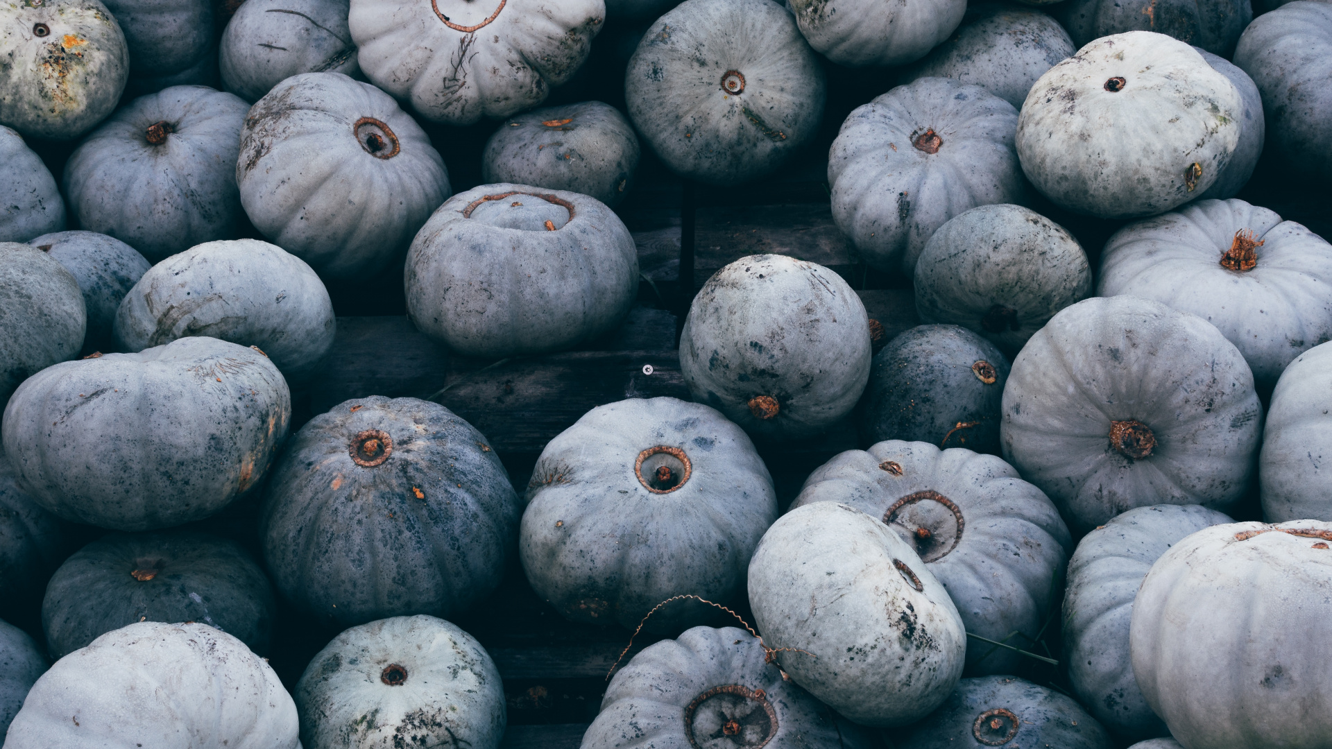 White Round Fruits on Gray Concrete Floor. Wallpaper in 1920x1080 Resolution