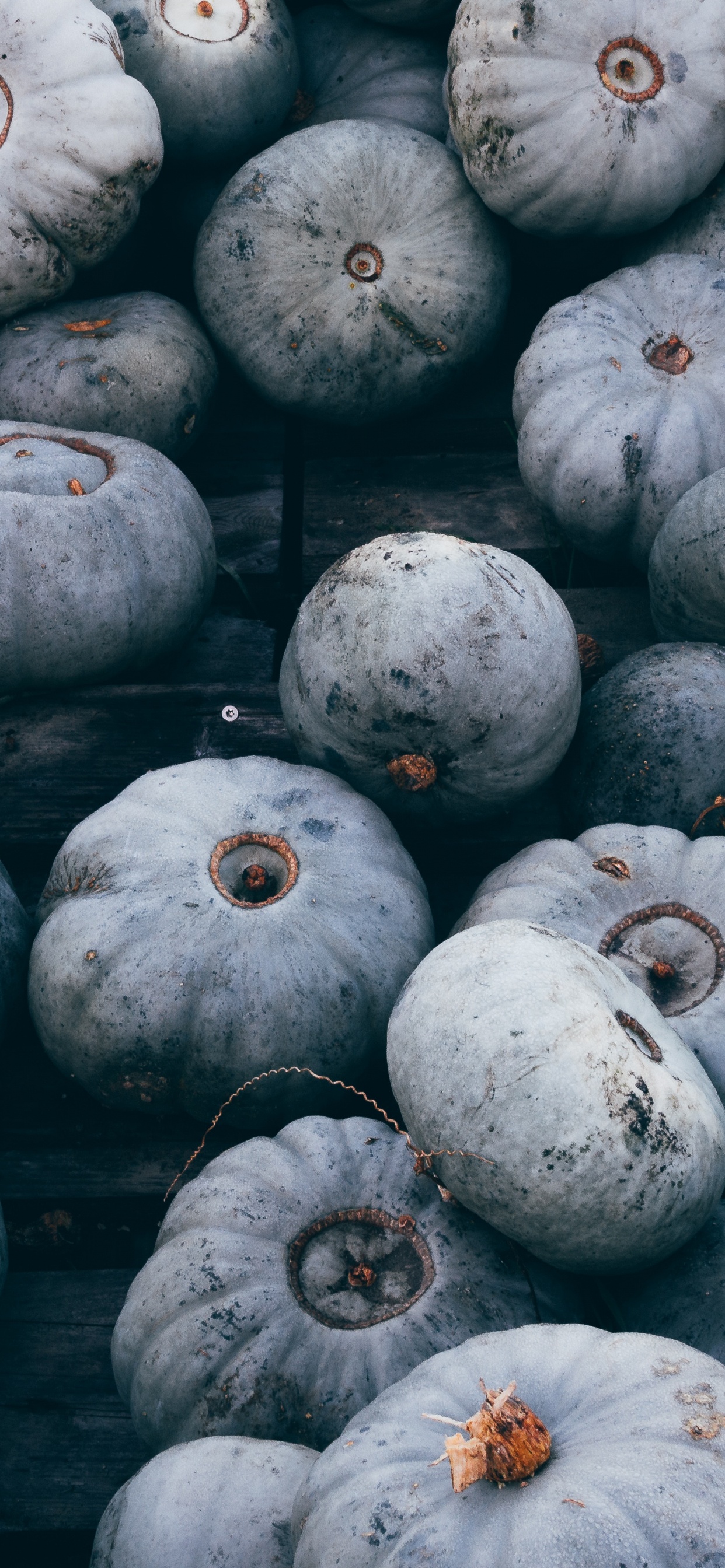 冬南瓜, 当地的食物, 南瓜, 食品, 杰克o灯笼 壁纸 1242x2688 允许