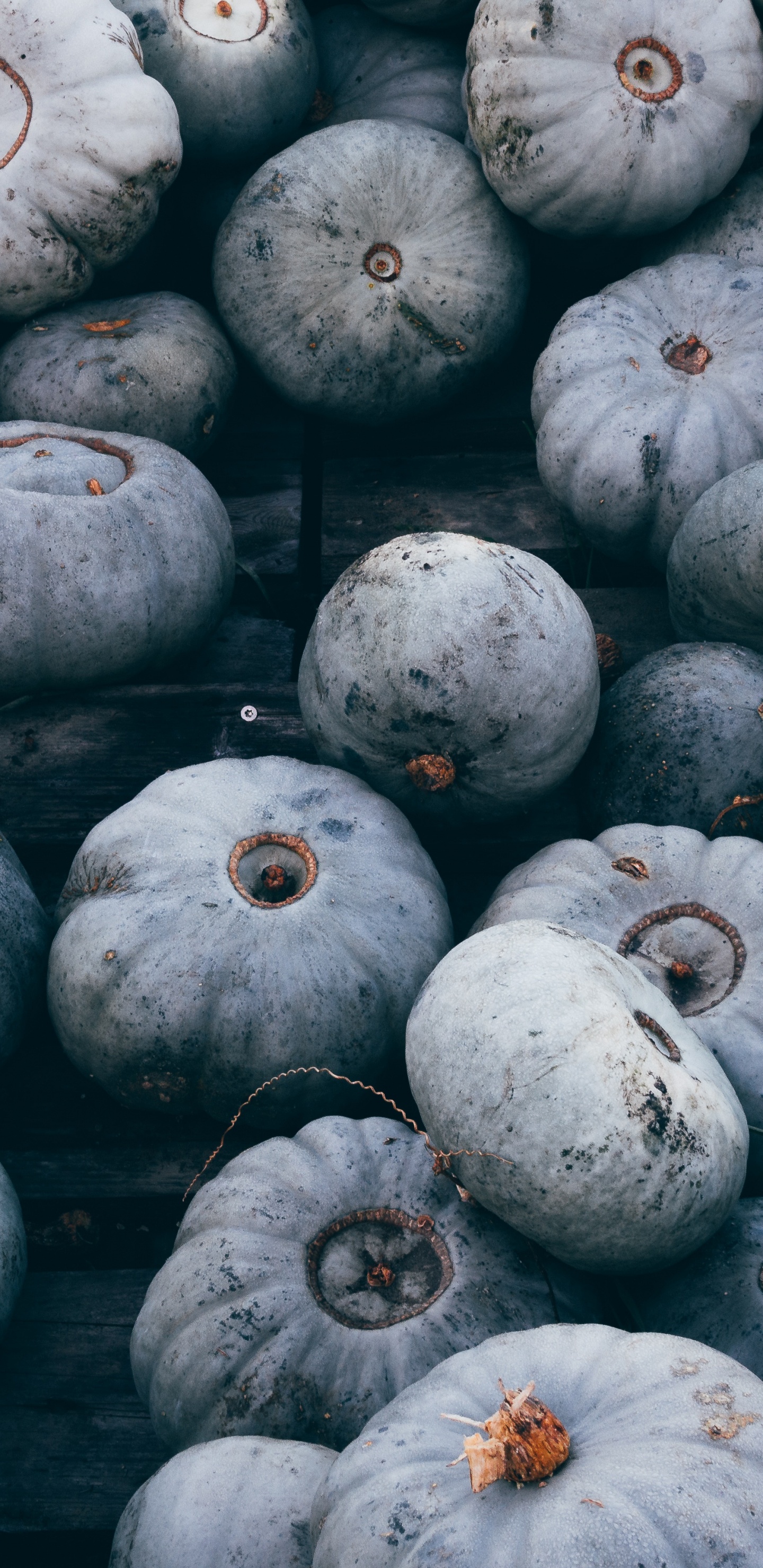 冬南瓜, 当地的食物, 南瓜, 食品, 杰克o灯笼 壁纸 1440x2960 允许