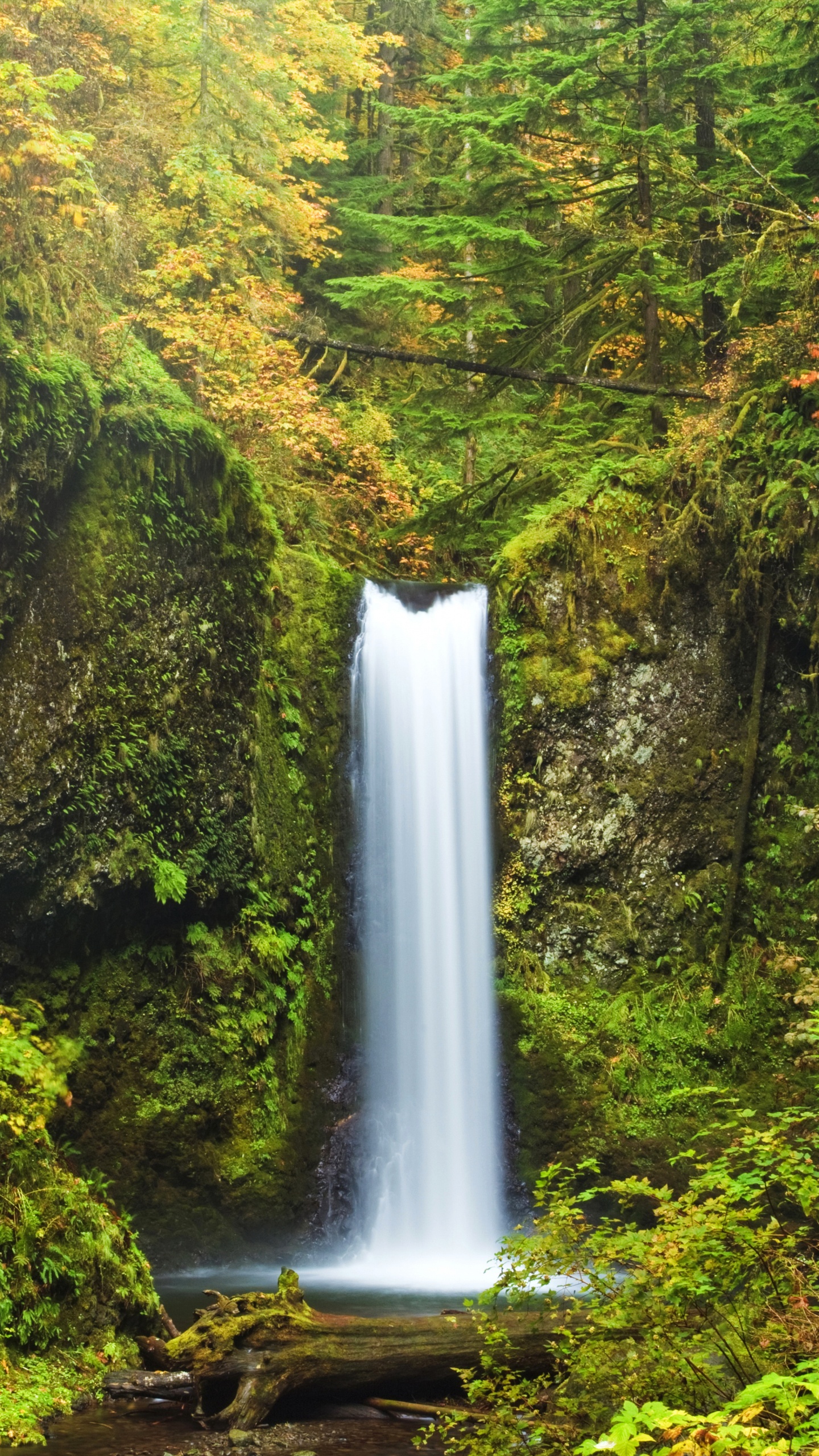 Cascadas en Medio Del Bosque. Wallpaper in 1440x2560 Resolution