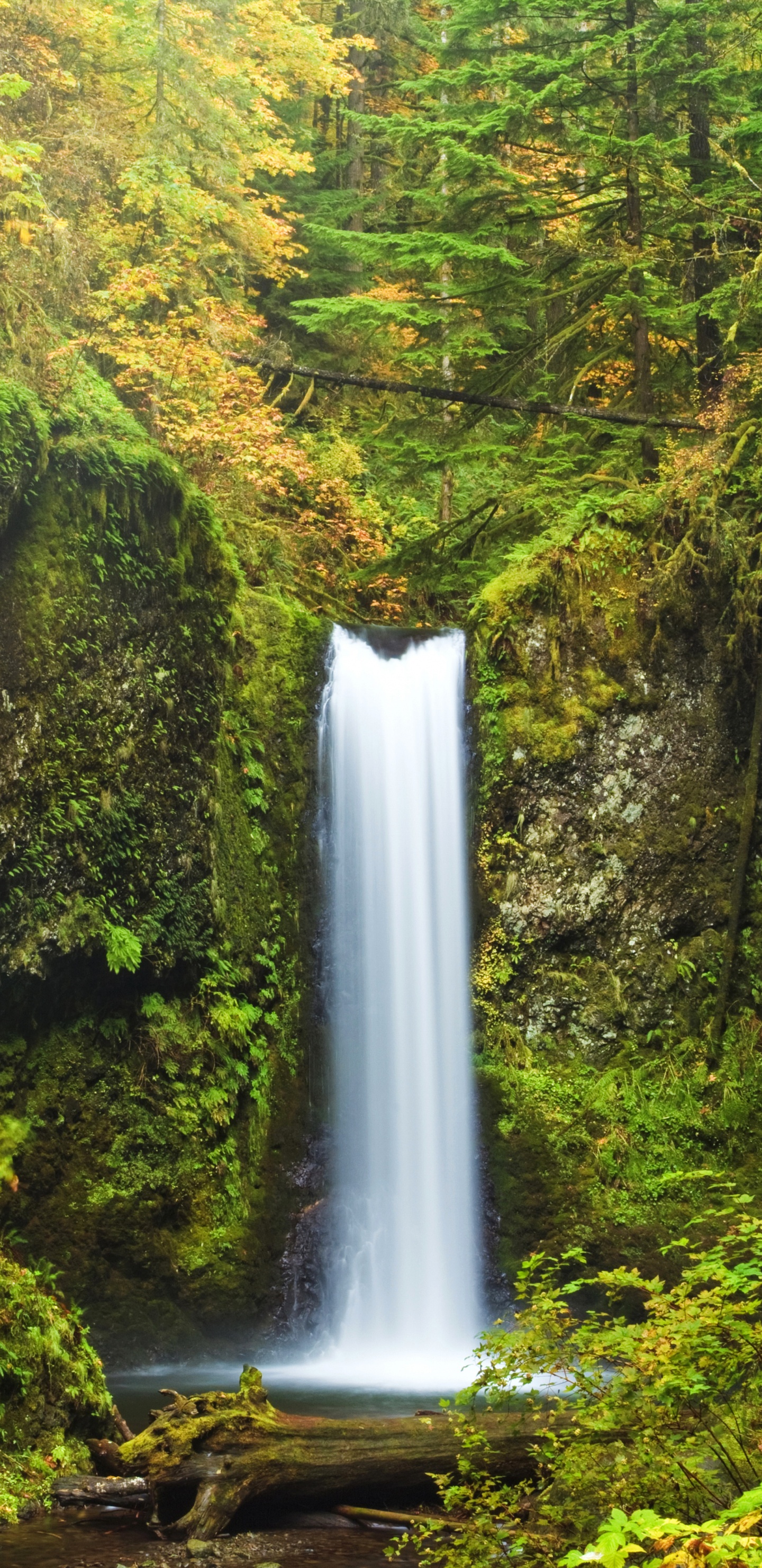 Cascadas en Medio Del Bosque. Wallpaper in 1440x2960 Resolution