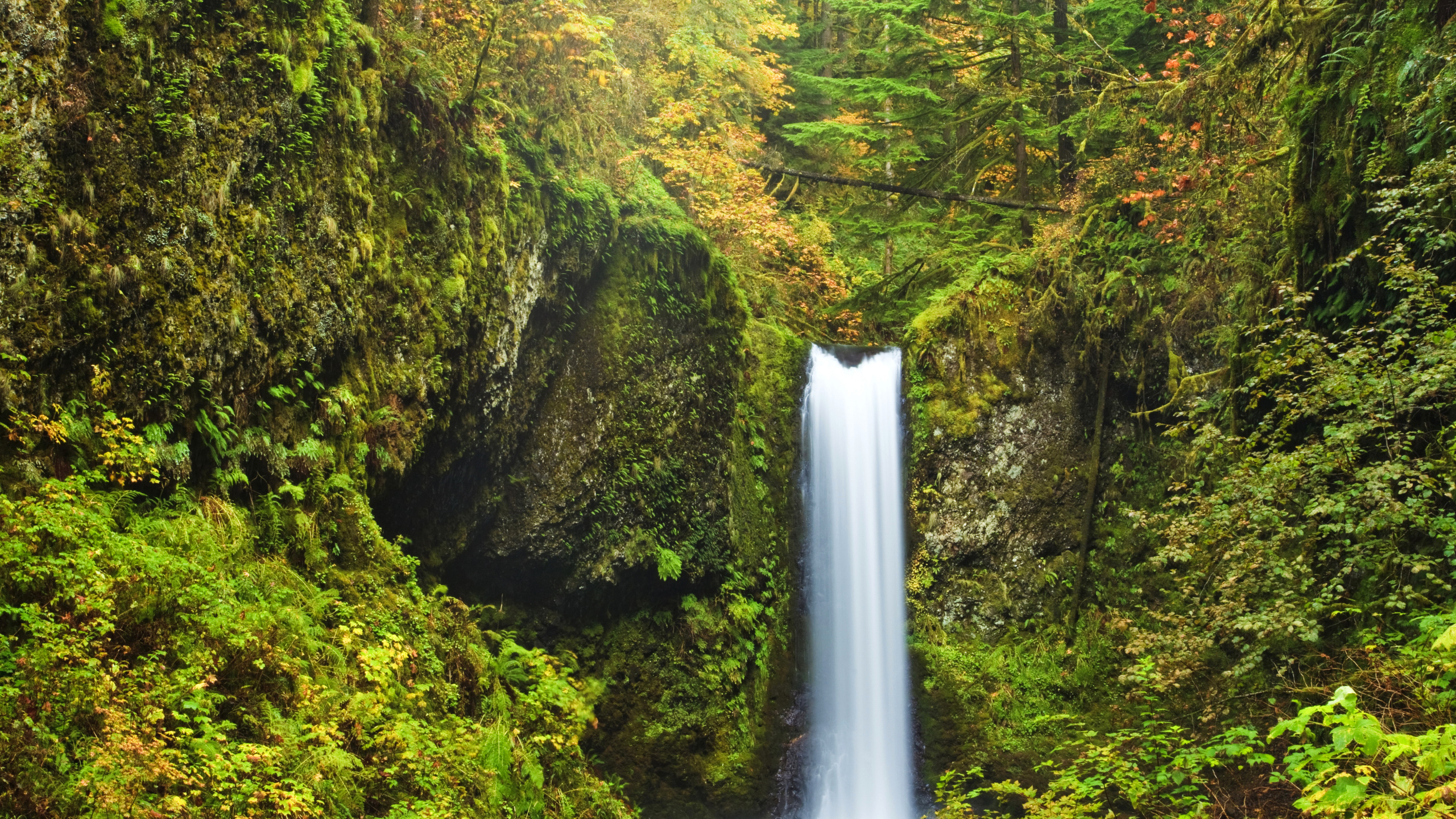 Cascadas en Medio Del Bosque. Wallpaper in 2560x1440 Resolution